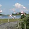 Roseate Spoonbills along with many other water birds inhabit these shores.